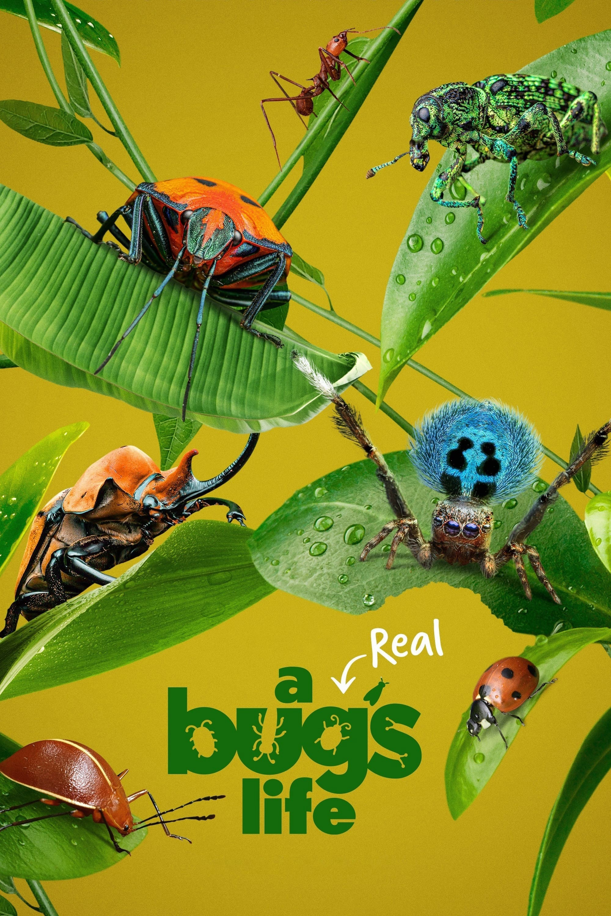 A Real Bug’s Life (A Real Bug's Life) [2024]