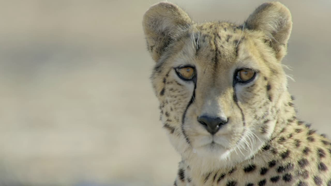 Africa’s Claws and Jaws - Africa's Claws and Jaws