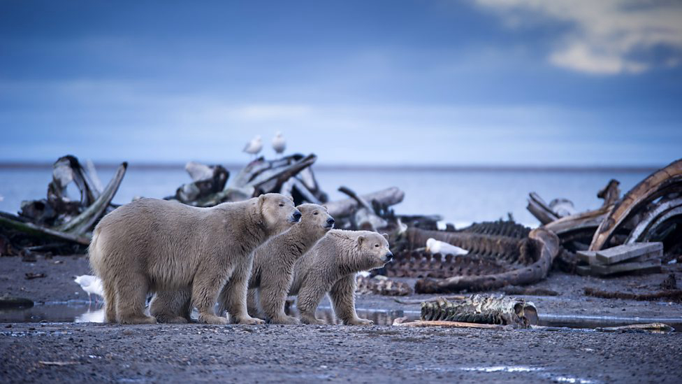 Alaska: Vương Quốc Băng Giá Alaska: Earth's Frozen Kingdom