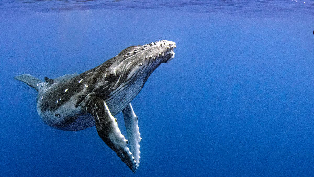  Cá Voi Lưng Gù - Humpback Whales (2015)