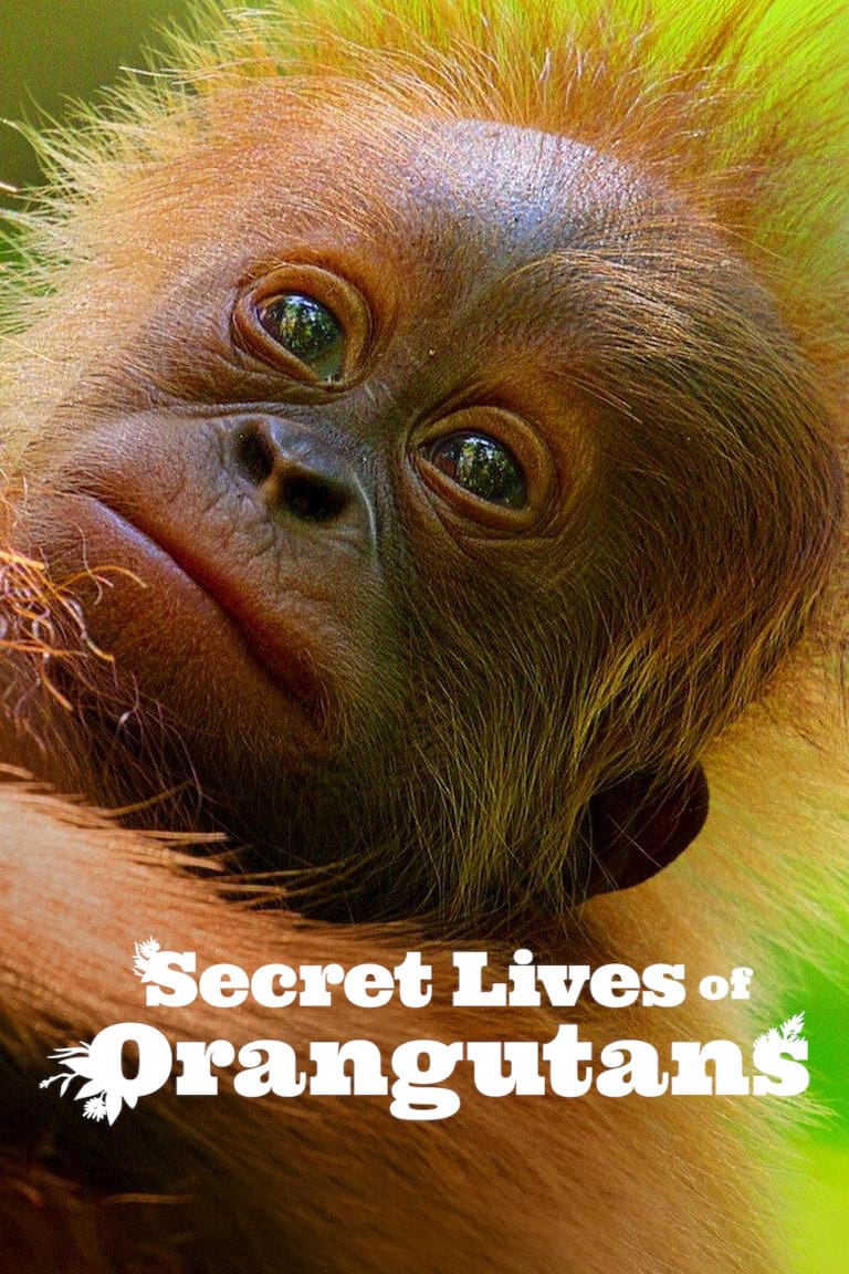 Phim Cuộc sống bí mật của đười ươi - Secret Lives of Orangutans (2024)