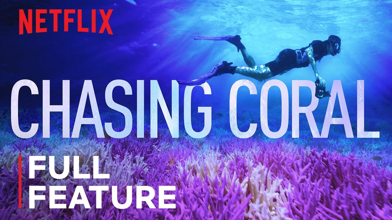 Đi tìm san hô Chasing Coral
