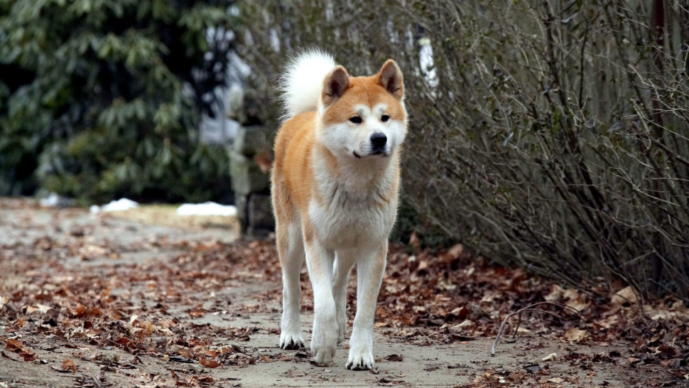 Hachi: A Dog's Tale - Hachi: A Dog's Tale (2009)
