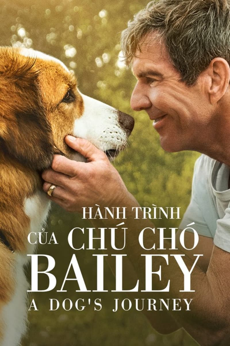 Hành Trình Của Chú Chó Bailey 2019