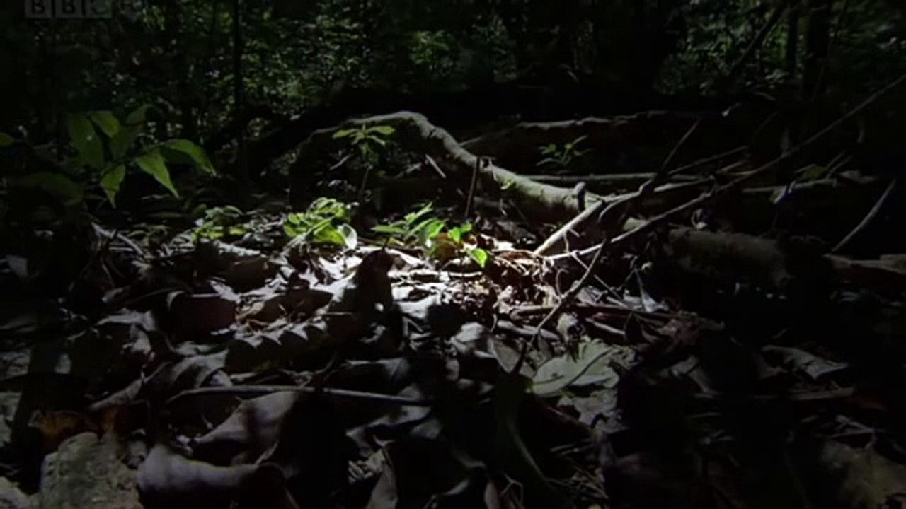 Kiến ăn thịt - The Natural World - Ant Attack (2006)