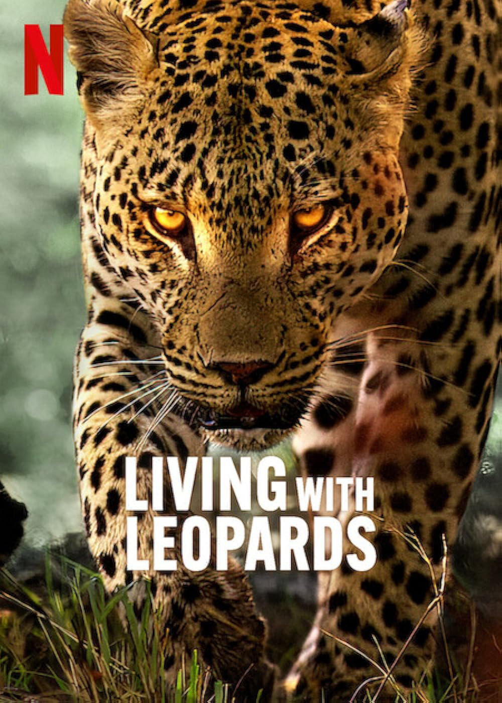  Living with Leopards ( Living with Leopards) [2024]