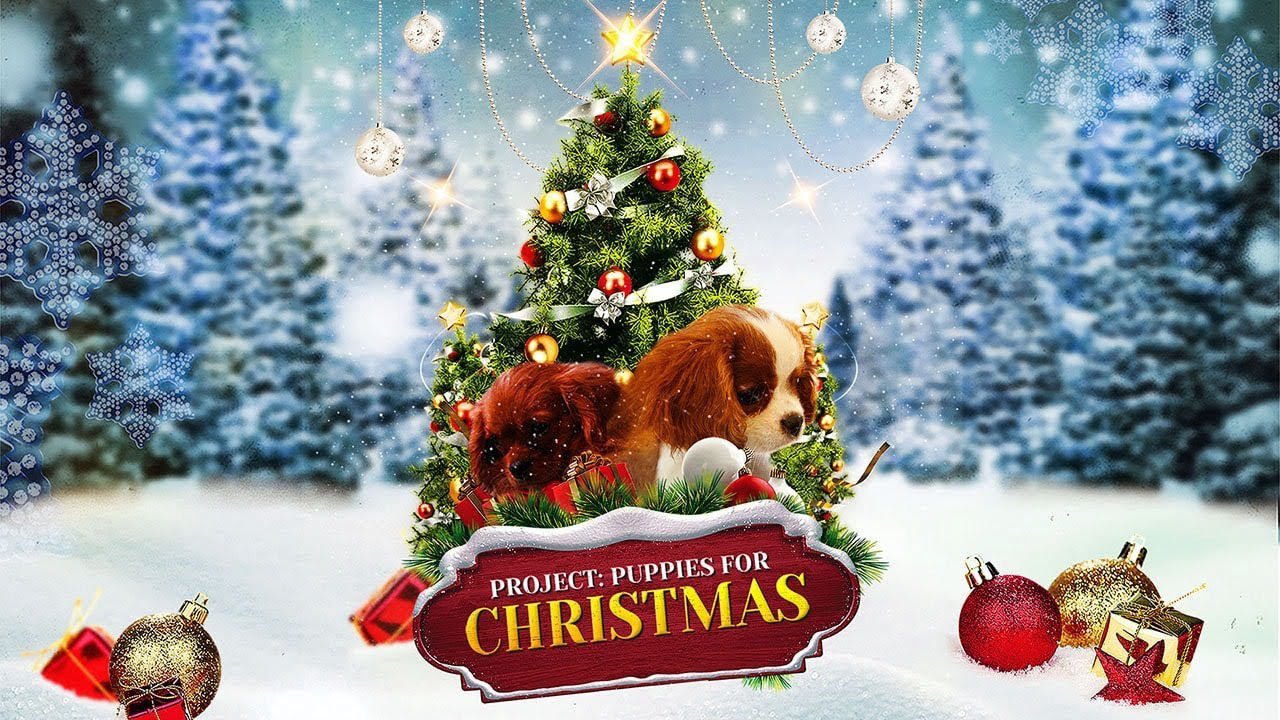 Quà Giáng Sinh Bất Ngờ Project: Puppies for Christmas