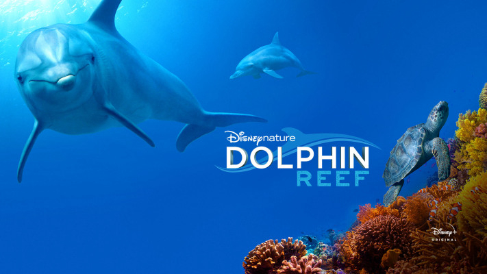 Rạn San Hô Cá Heo Dolphin Reef