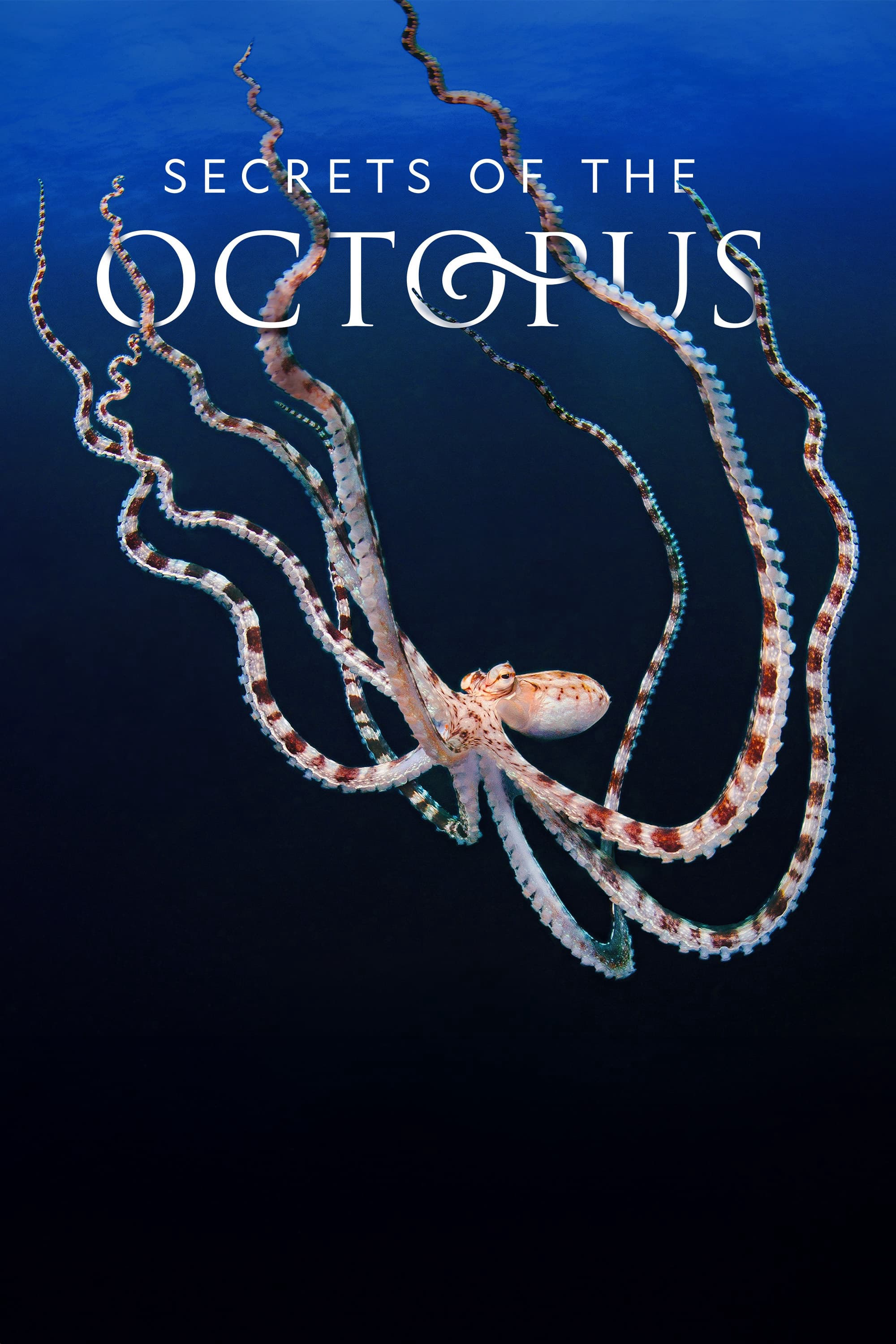 Secrets of the Octopus - Secrets of the Octopus