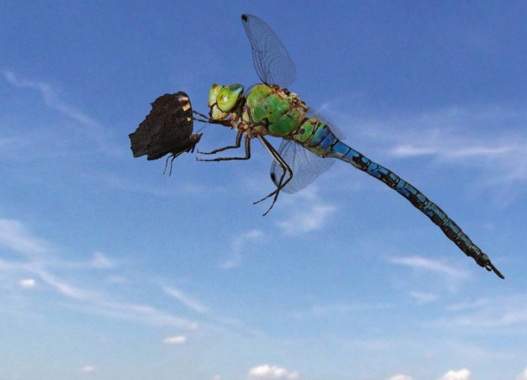 Sky Hunters - The World of Dragonfly Sky Hunters - The World of Dragonfly
