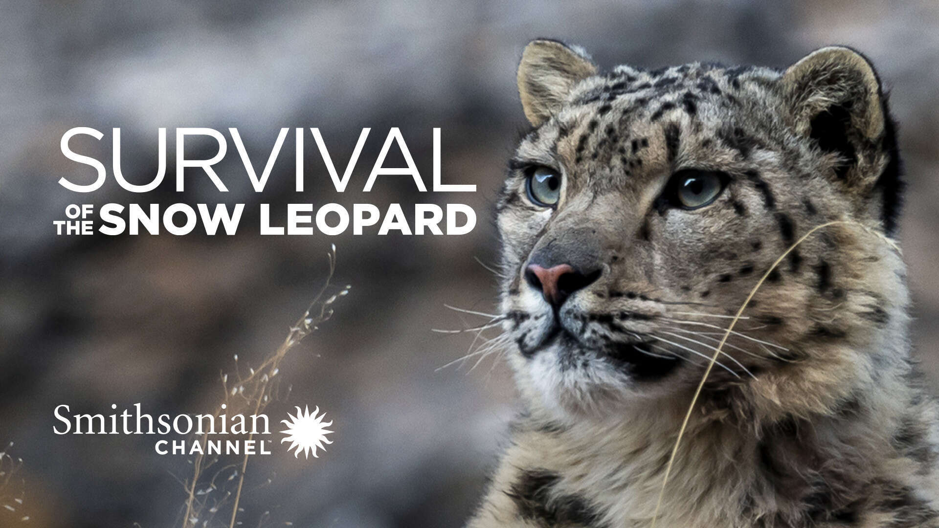 Survival Of The Snow Leopard