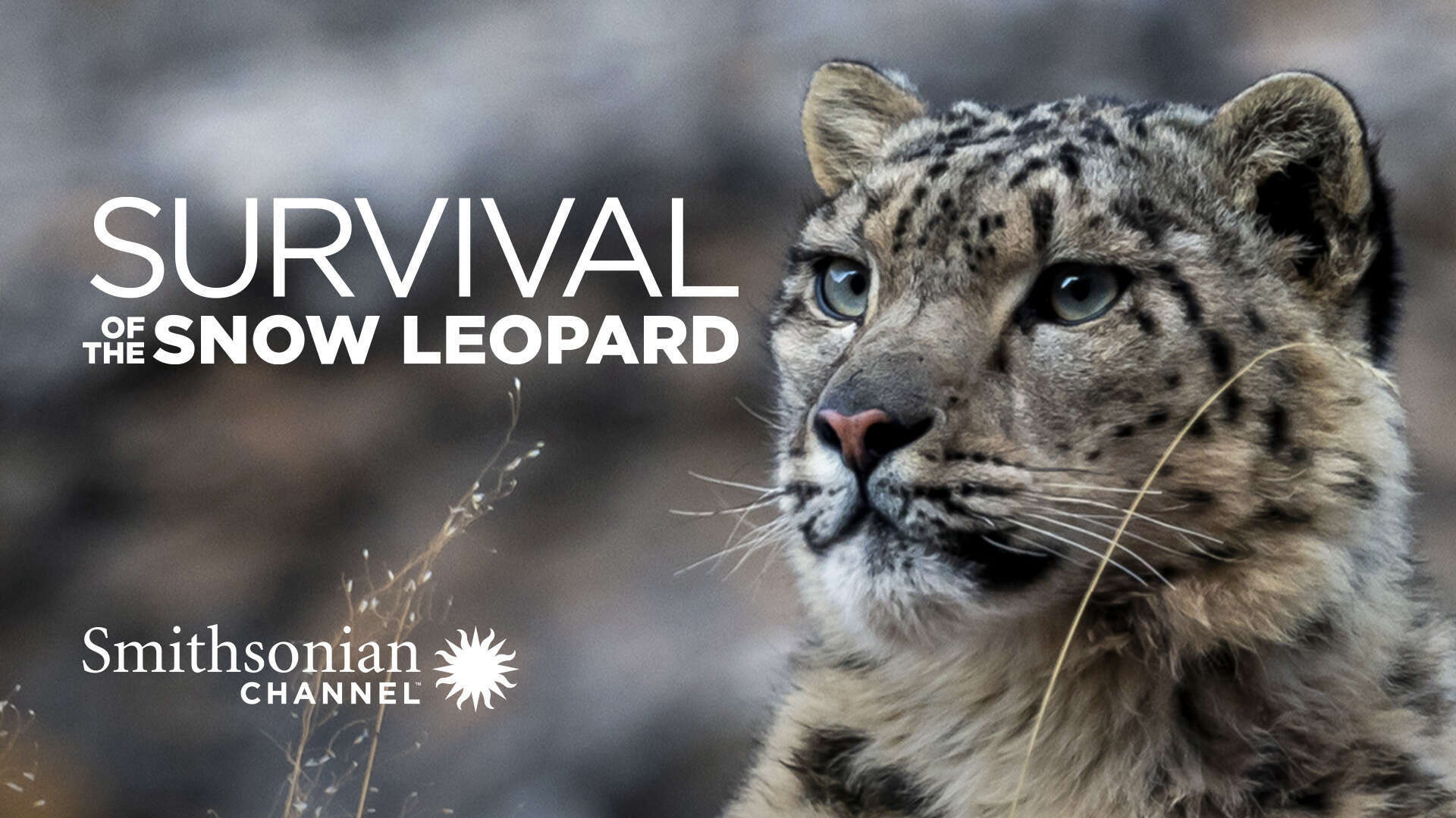 Survival Of The Snow Leopard Vietsub