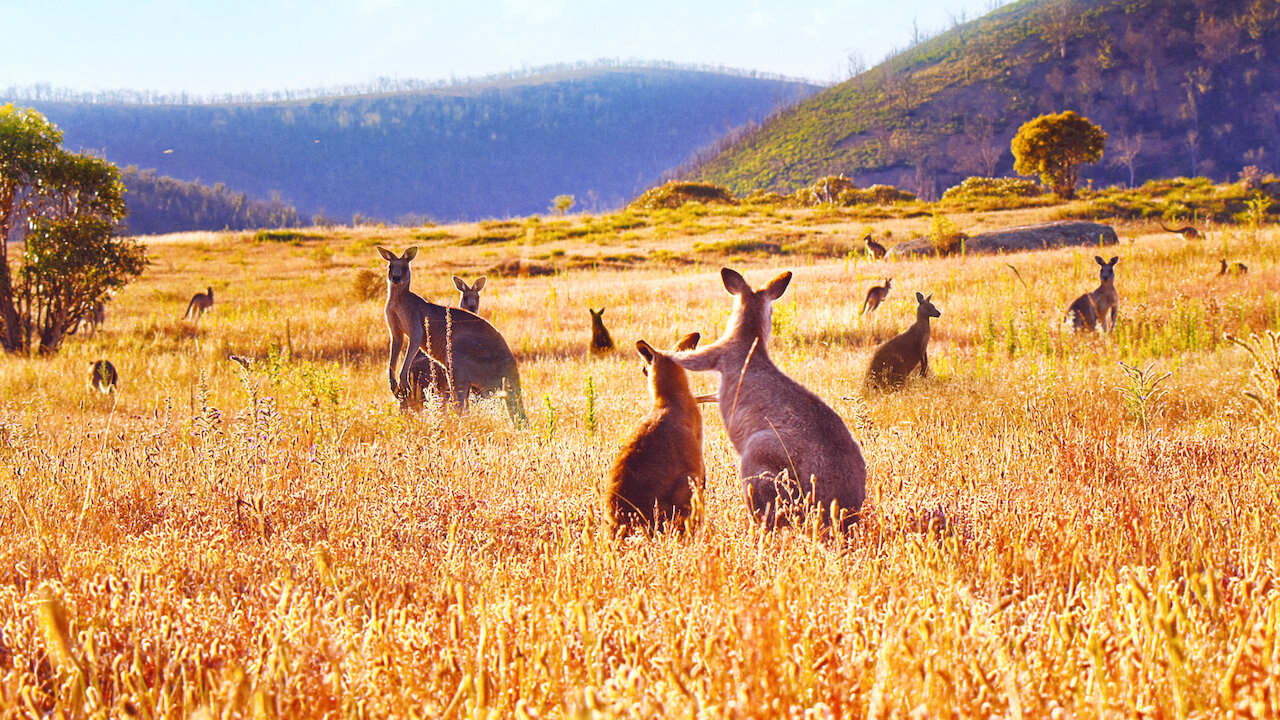 Thung lũng kangaroo