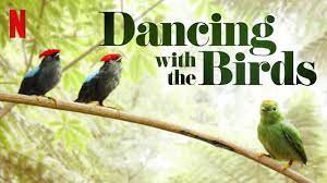 Vũ điệu của loài chim Dancing with the Birds