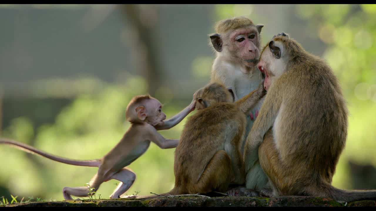 Vương Quốc Loài Khỉ Monkey Kingdom